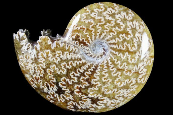 Polished, Agatized Ammonite (Cleoniceras) - Madagascar #79743